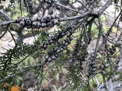 Melaleuca halmaturorum