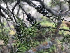 Melaleuca halmaturorum