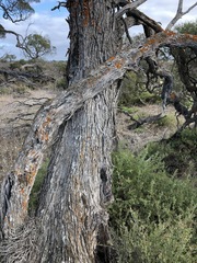 Melaleuca halmaturorum
