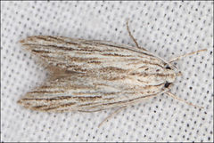 Leistarcha scitissimella