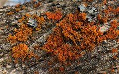 Melaleuca halmaturorum