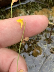 Utricularia bifida