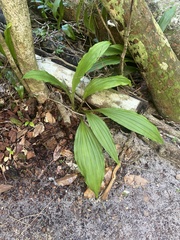Calanthe triplicata