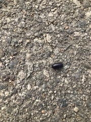 Armadillidium vulgare