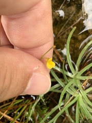 Utricularia bifida