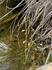 Utricularia bifida
