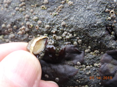 Buccinidae