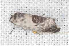 Eupselia carpocapsella