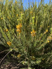 Aotus lanigera