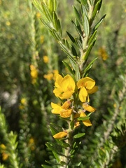 Aotus lanigera