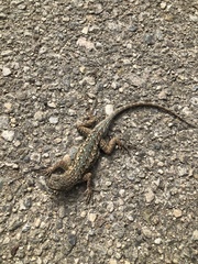 Sceloporus occidentalis