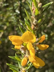 Aotus lanigera