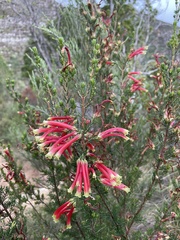 Erica versicolor