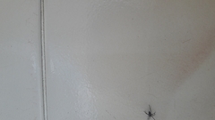 Araneae