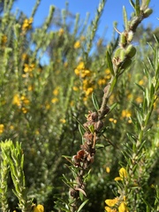 Aotus lanigera