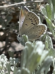 Icaricia icarioides evius