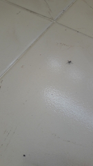 Araneae