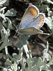 Icaricia icarioides evius
