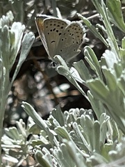 Icaricia icarioides evius