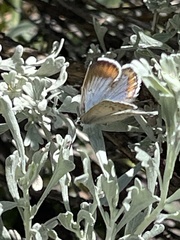 Icaricia icarioides evius