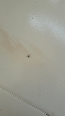 Araneae