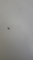 Araneae