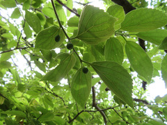 Celtis sinensis