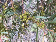 Eucalyptus odorata