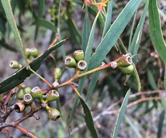 Eucalyptus odorata
