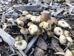 Psilocybe angulospora