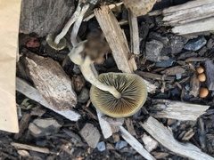 Psilocybe angulospora