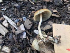 Psilocybe angulospora