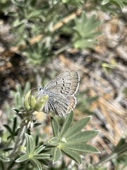 Icaricia icarioides evius