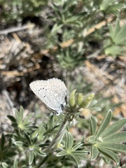 Icaricia icarioides evius