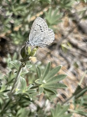 Icaricia icarioides evius