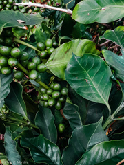 Coffea arabica