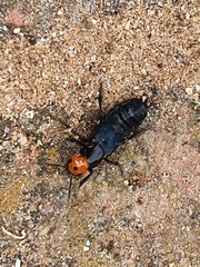 Creophilus erythrocephalus