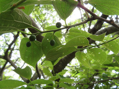 Celtis sinensis
