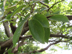 Celtis sinensis