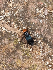 Creophilus erythrocephalus
