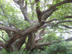 Celtis sinensis