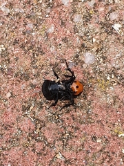 Creophilus erythrocephalus