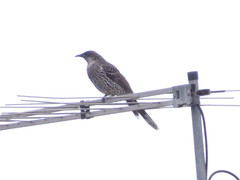 Anthochaera chrysoptera tasmanica