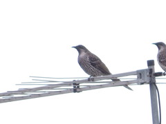 Anthochaera chrysoptera tasmanica