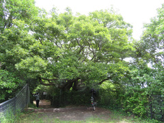 Celtis sinensis