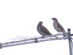 Anthochaera chrysoptera tasmanica