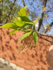 Acer negundo