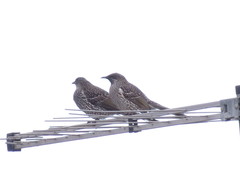 Anthochaera chrysoptera tasmanica