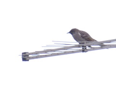 Anthochaera chrysoptera tasmanica