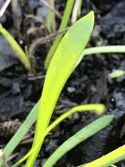 Brachyscome graminea